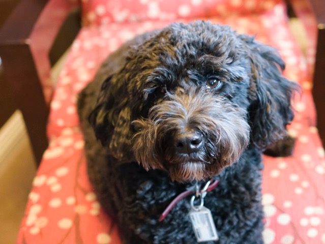 Prairie Doodles Australian Labradoodle client testimonial