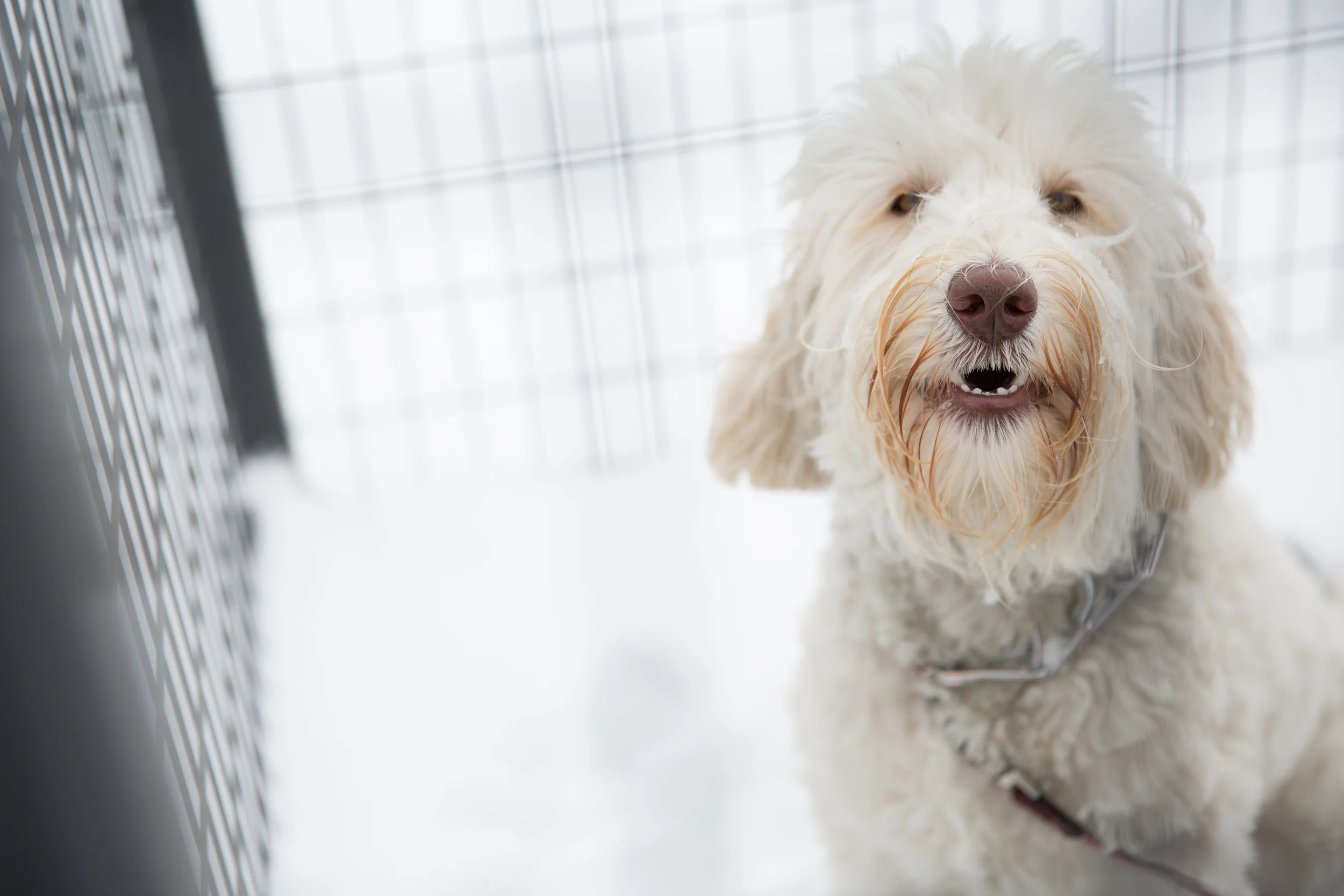 Prairie Doodles Australian Labradoodle client testimonial