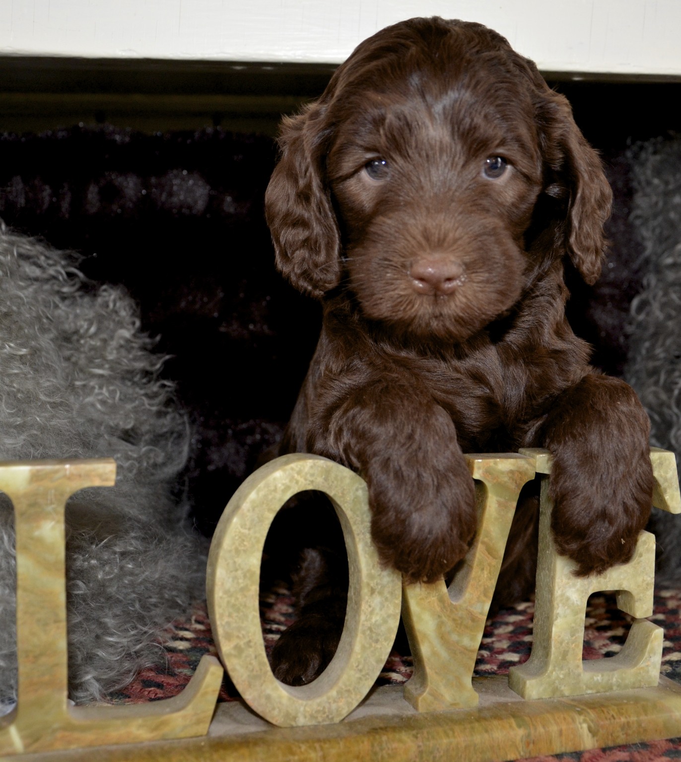 Prairie Doodles Australian Labradoodle client testimonial