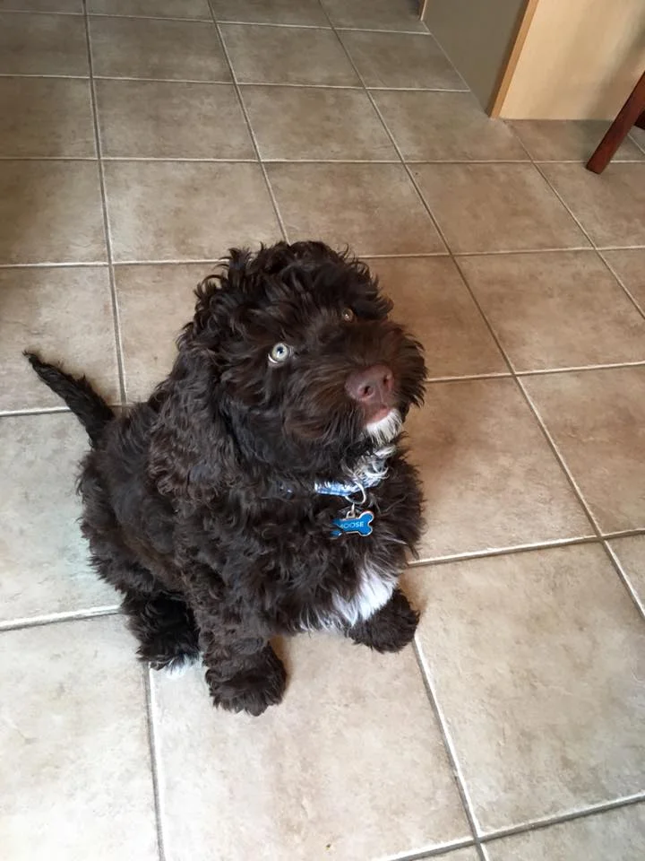 Prairie Doodles Australian Labradoodle client testimonials