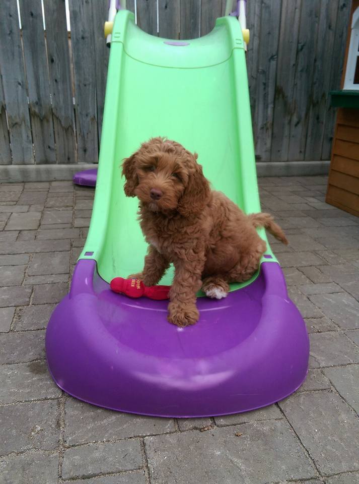 Prairie Doodles Australian Labradoodle client testimonials
