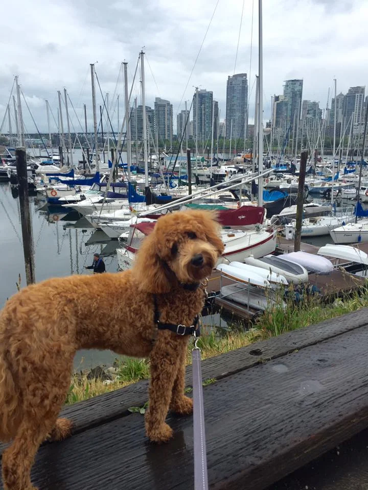Prairie Doodles Australian Labradoodle client testimonials