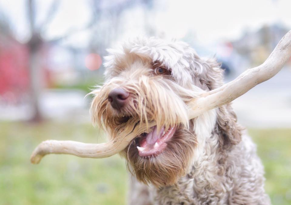 Prairie Doodles Australian Labradoodle client testimonials