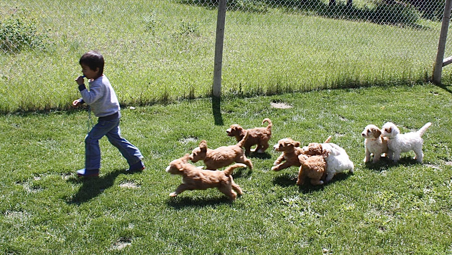 The puppies learn how to follow Lucca as he toots the whistle. 