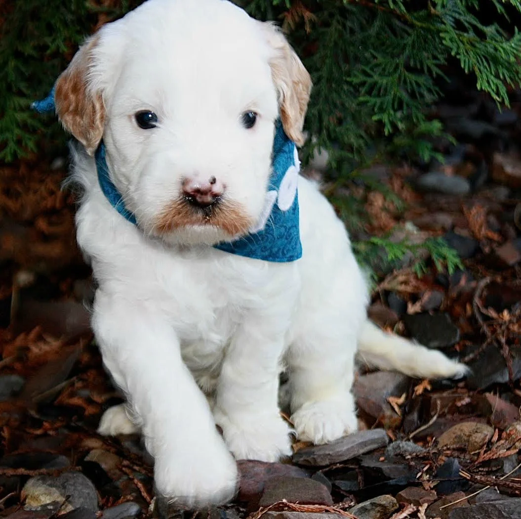 Bubba Blue Boy