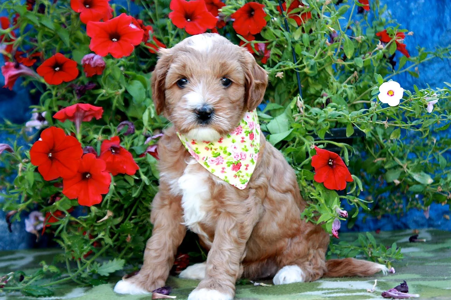 Buttercup Yellow Lady