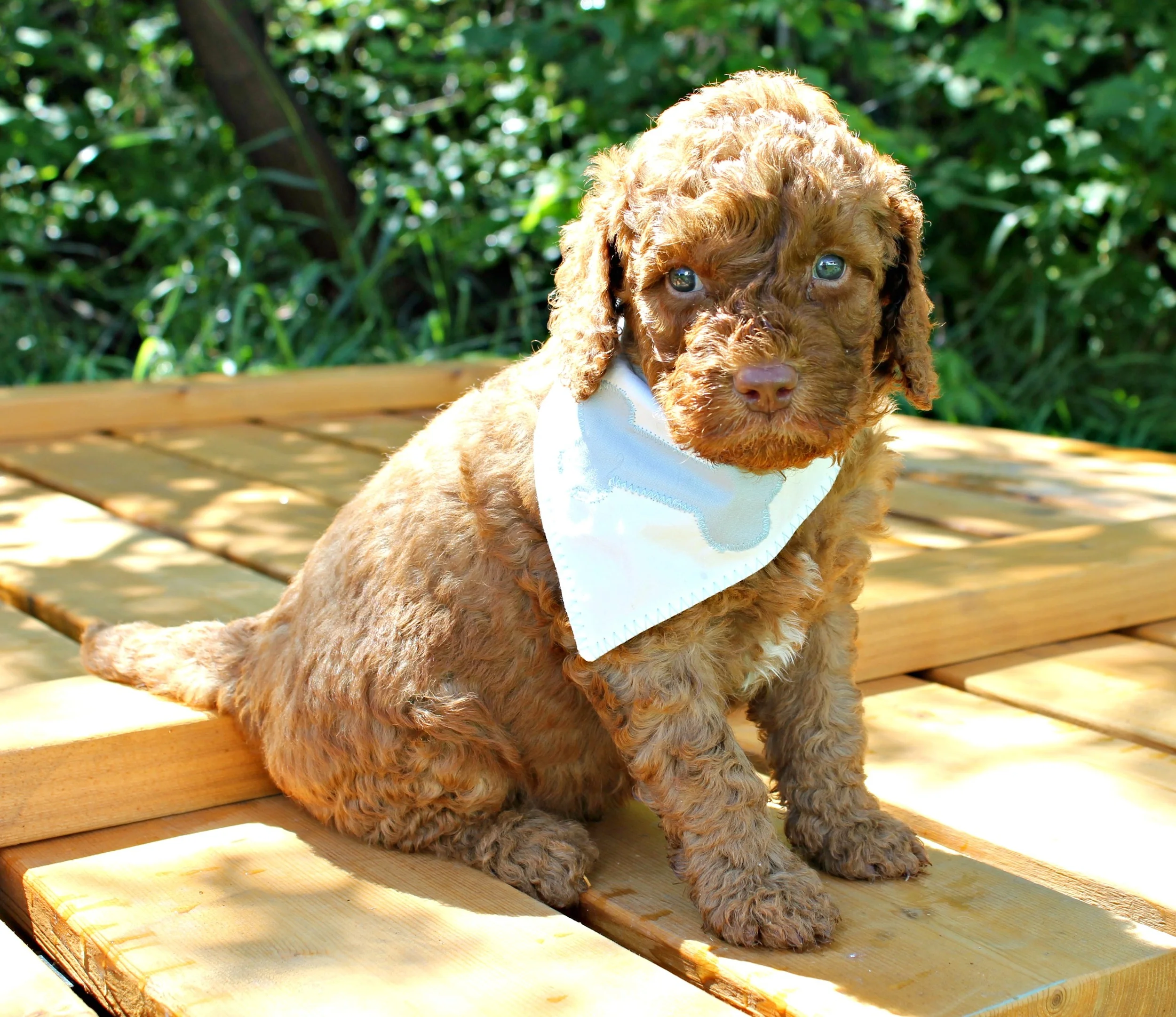 Mister Curly