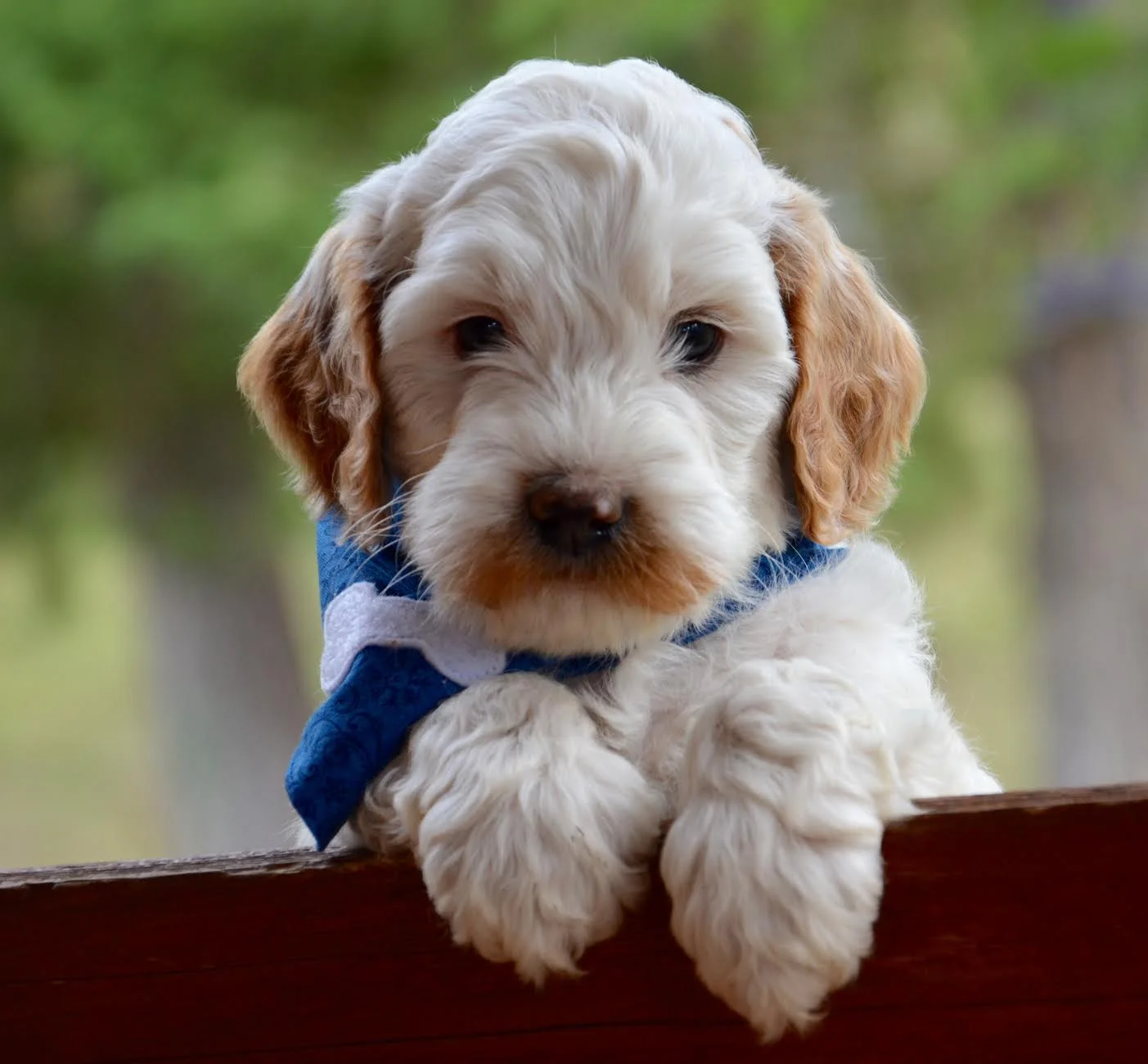 Meet Riggs! Congrats to the Van Langen family!