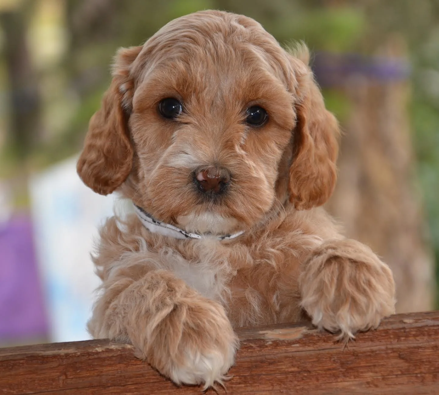Meet Raffi! Congrats to the MacDonald Family!