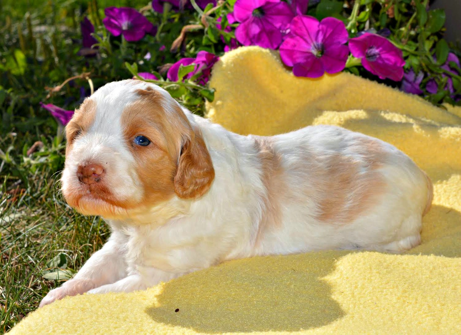 Yellow Sweet Girl