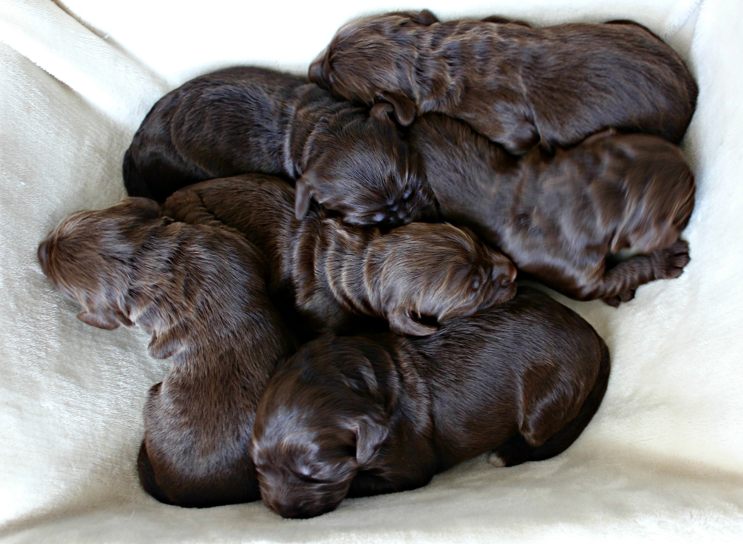 Six lovely, chocolate ladies
