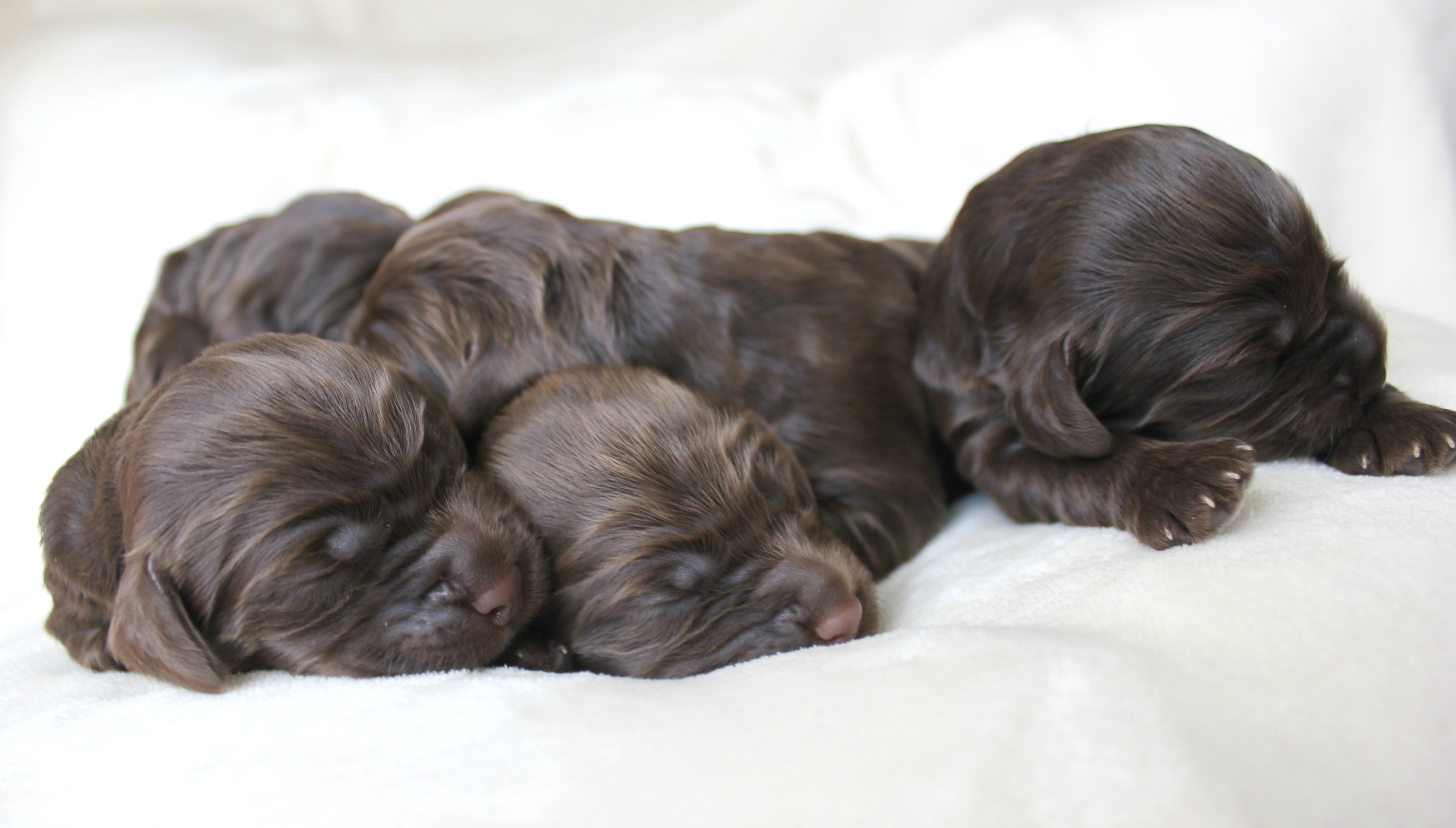 Six lovely, chocolate ladies!