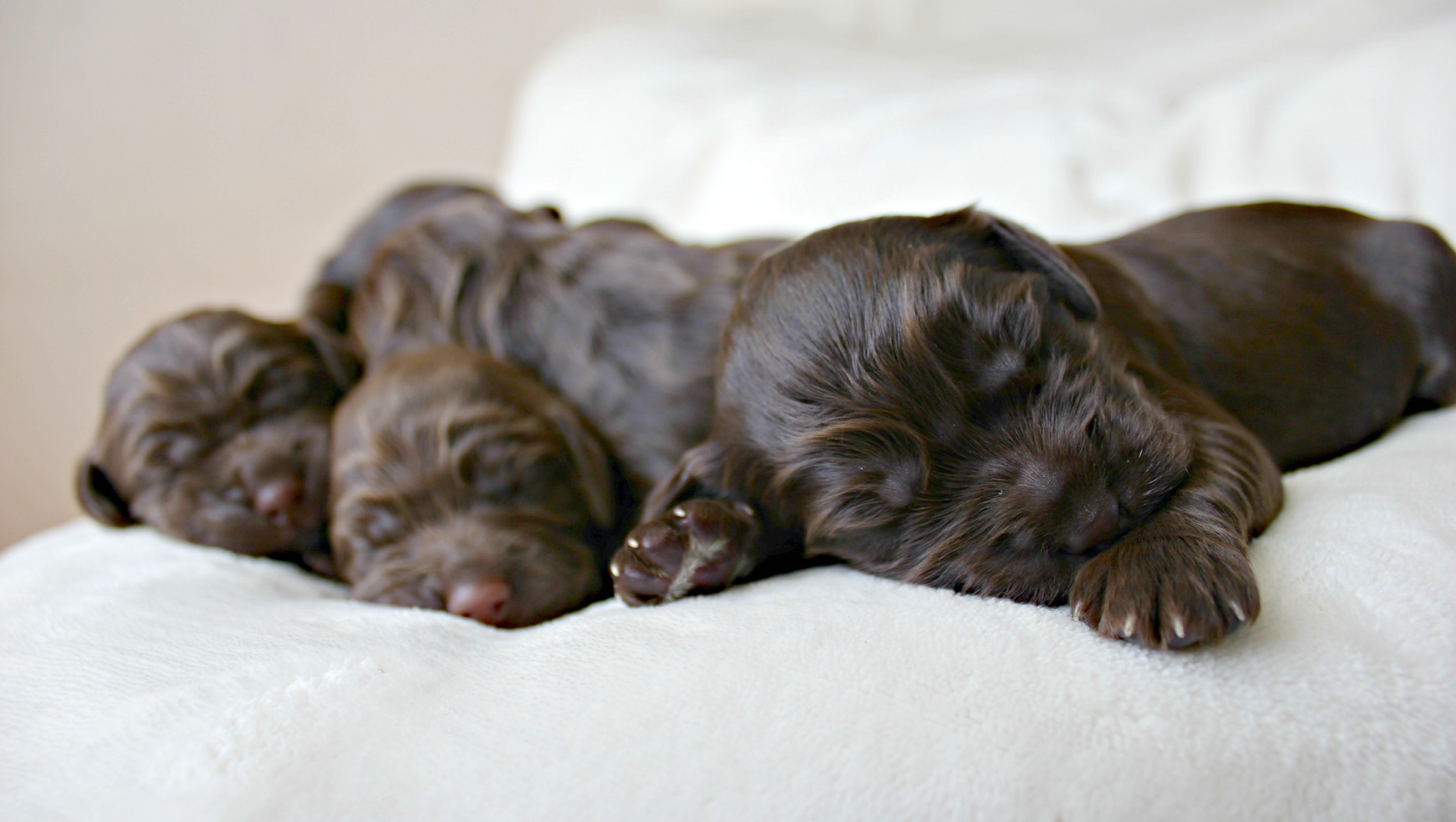 Six lovely, chocolate ladies!