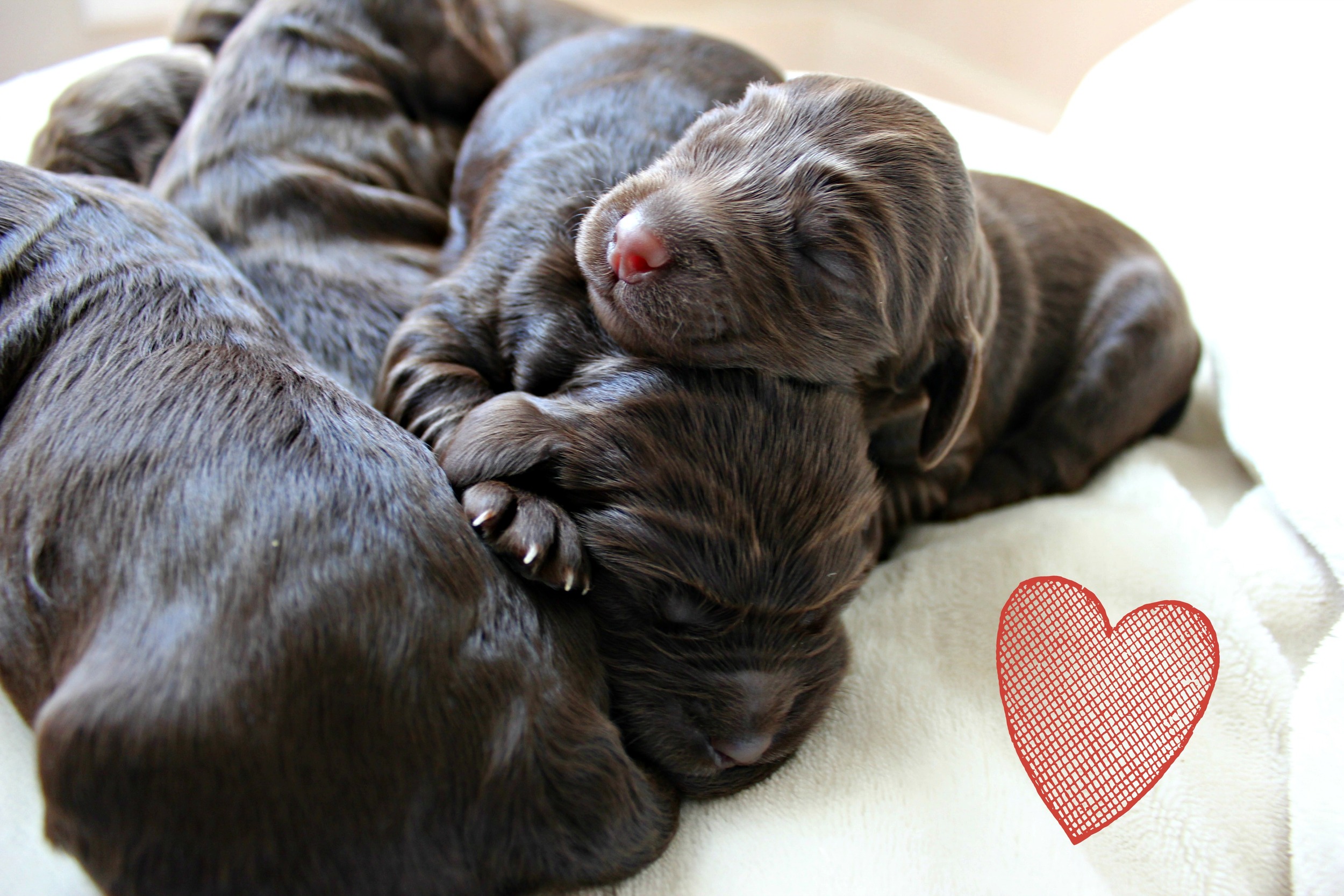 Six lovely, chocolate ladies!