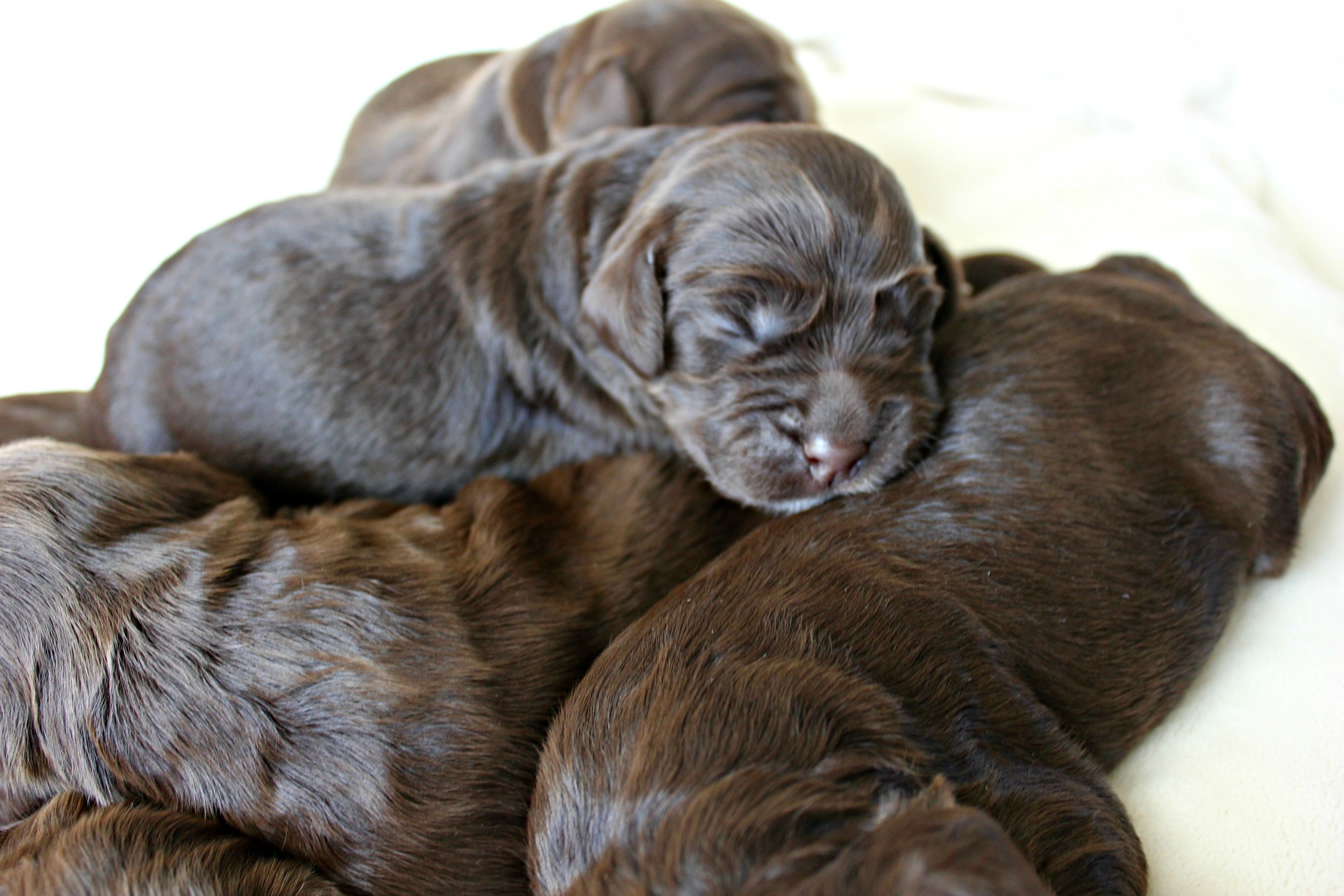Six lovely, chocolate ladies