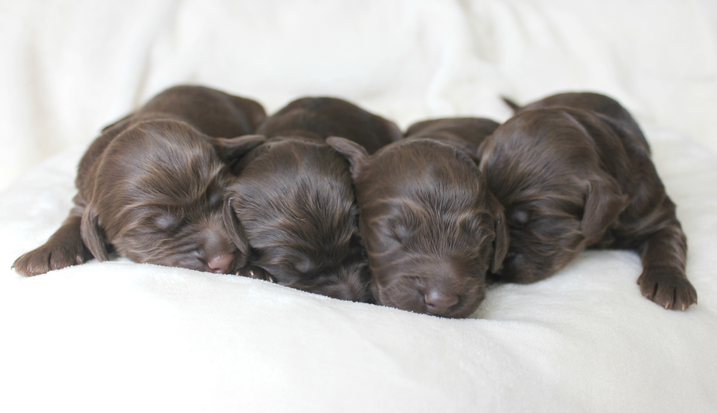 Four dapper, chocolate boys!