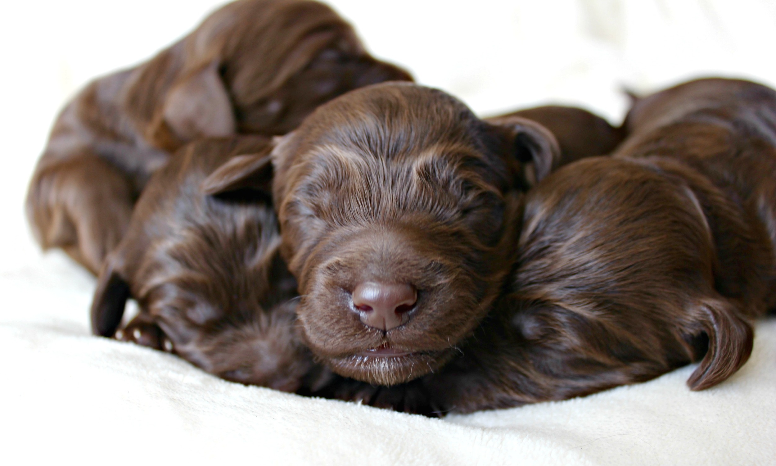 Four dapper, chocolate boys!