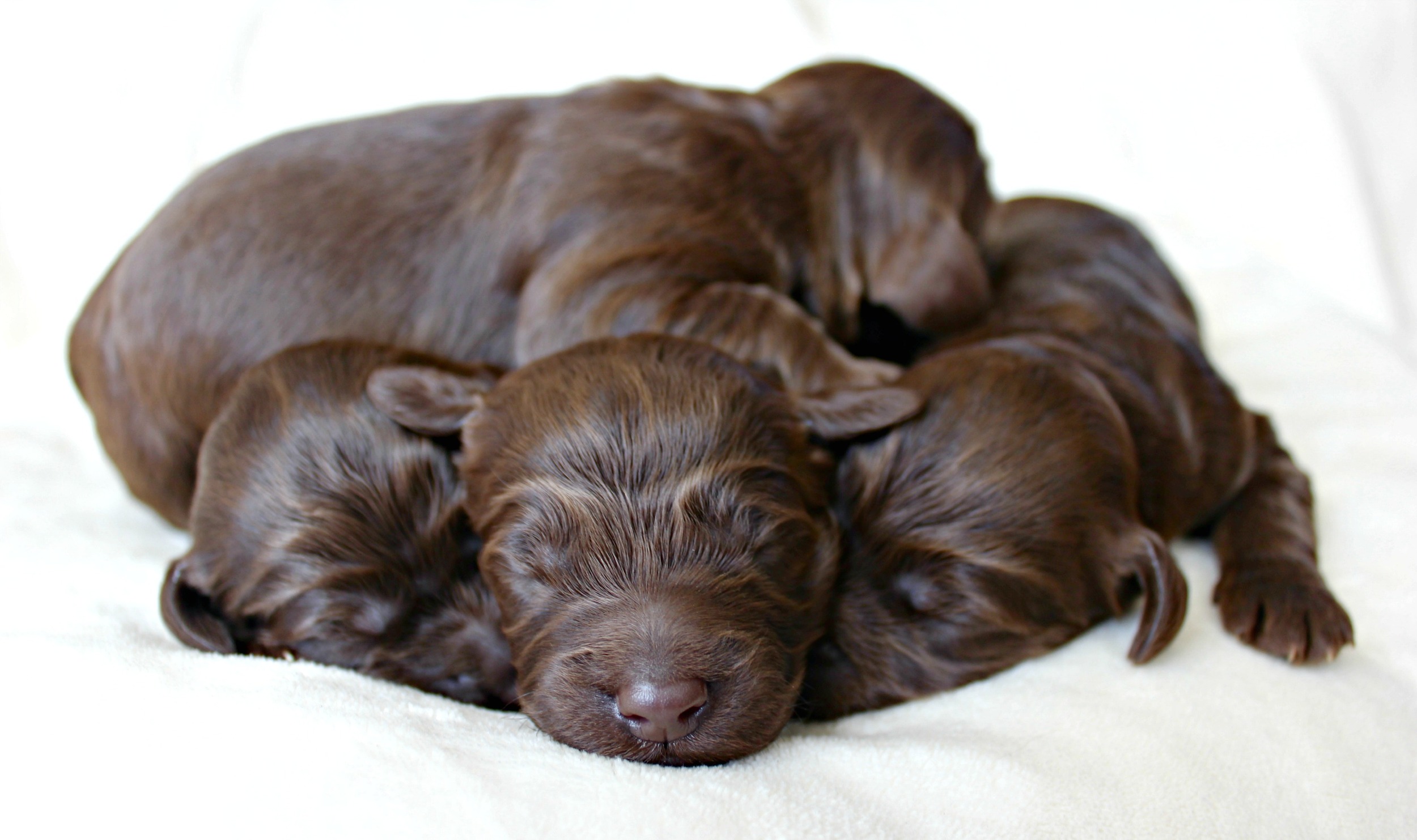 Four dapper, chocolate boys!
