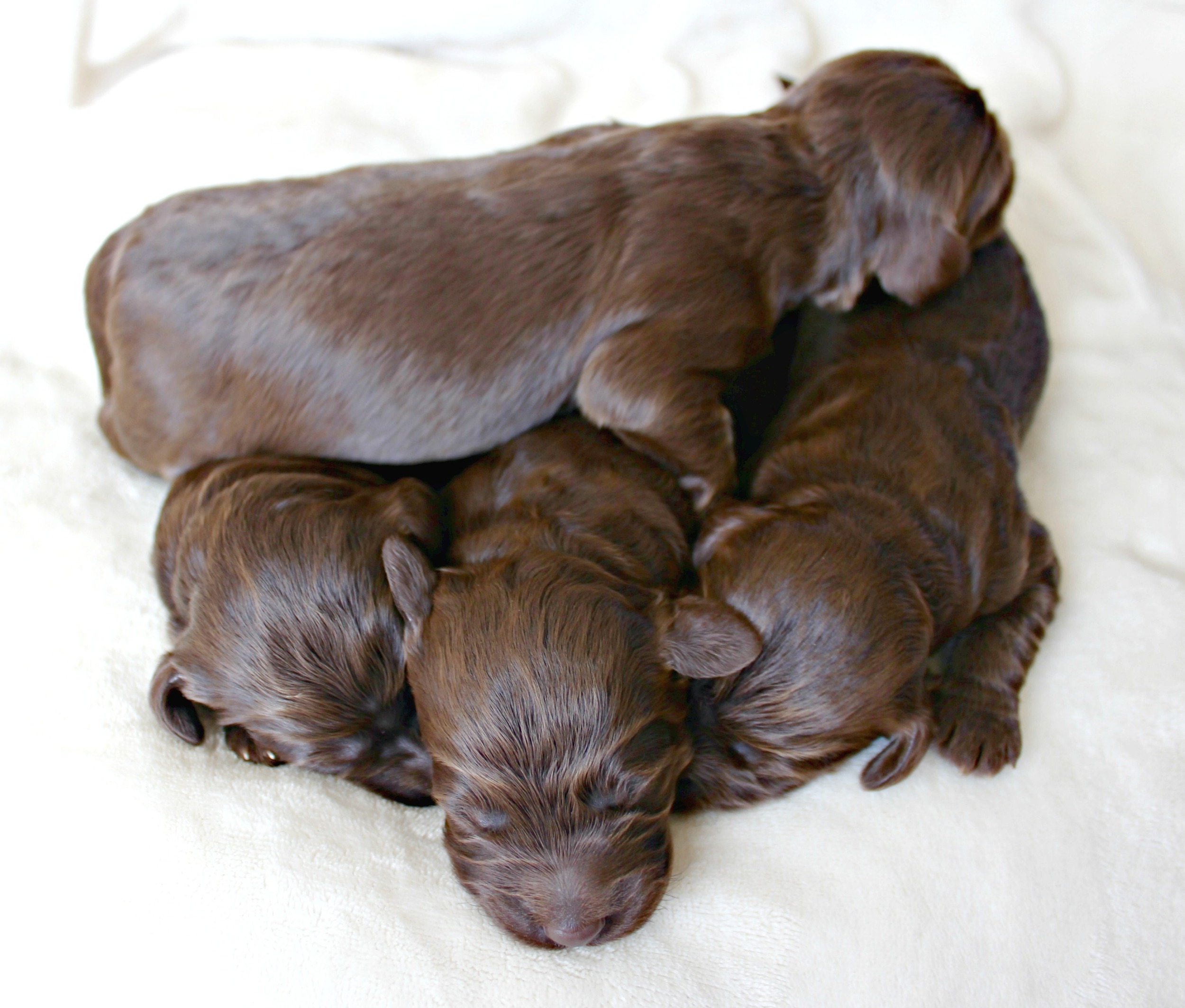 Four dapper, chocolate boys!