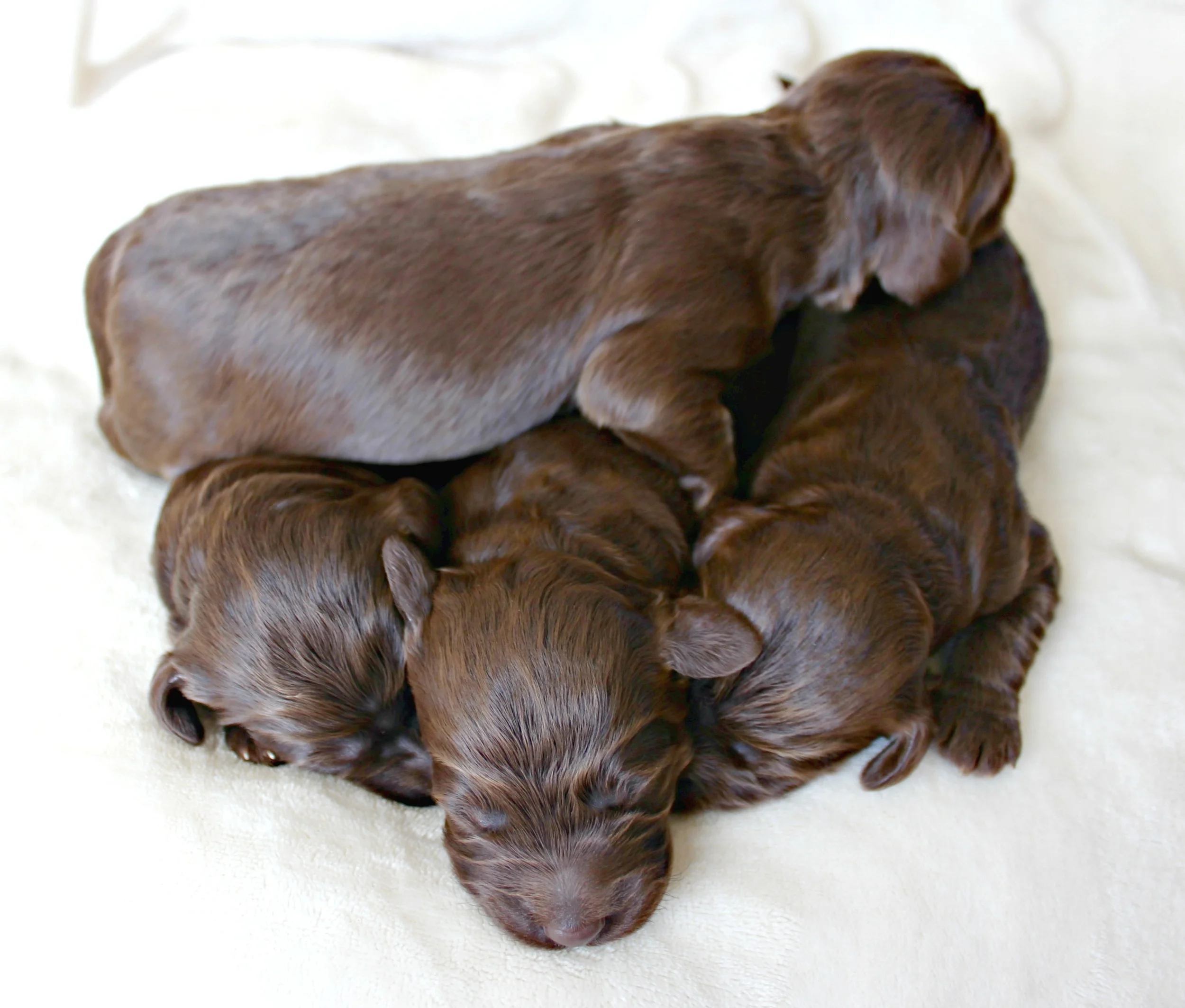Four dapper, chocolate boys!