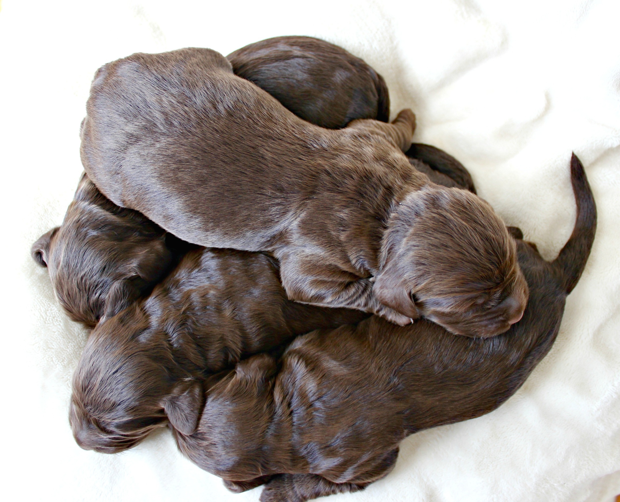 Four dapper, chocolate boys!