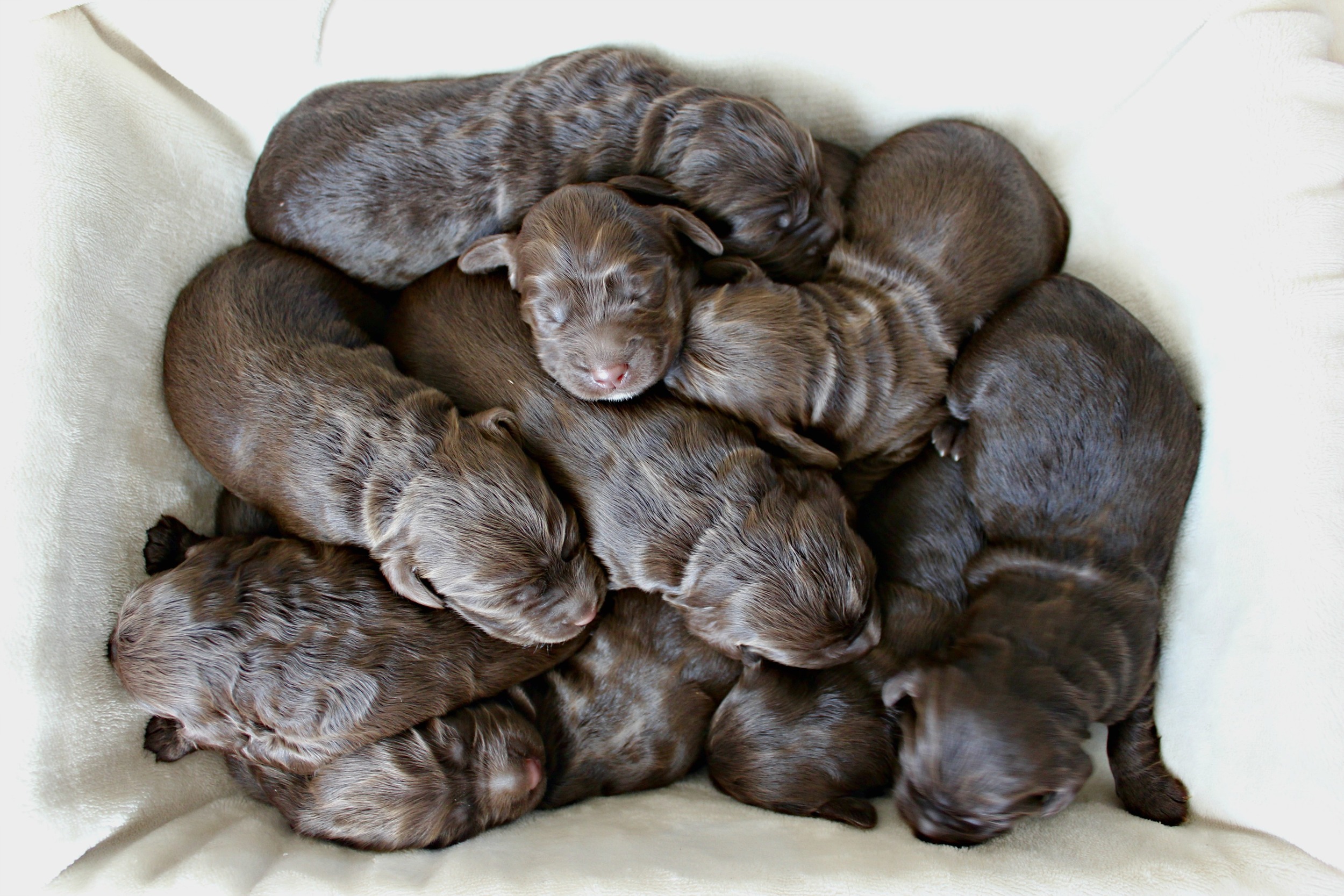 The box of chocolates!