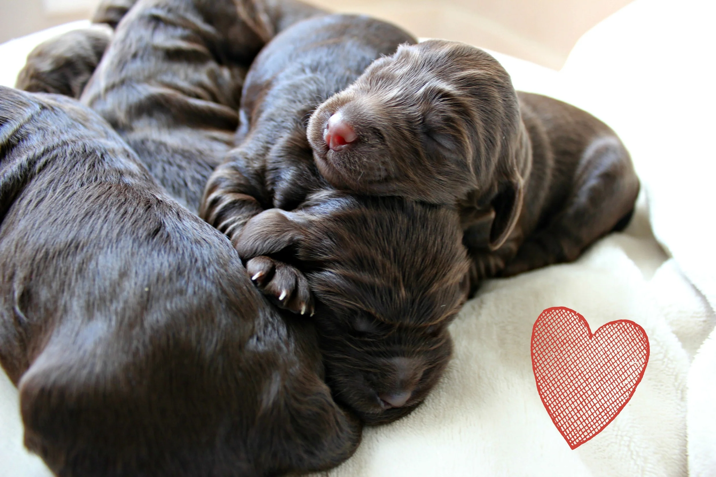 Flaherty's puppies are one week old today! 
