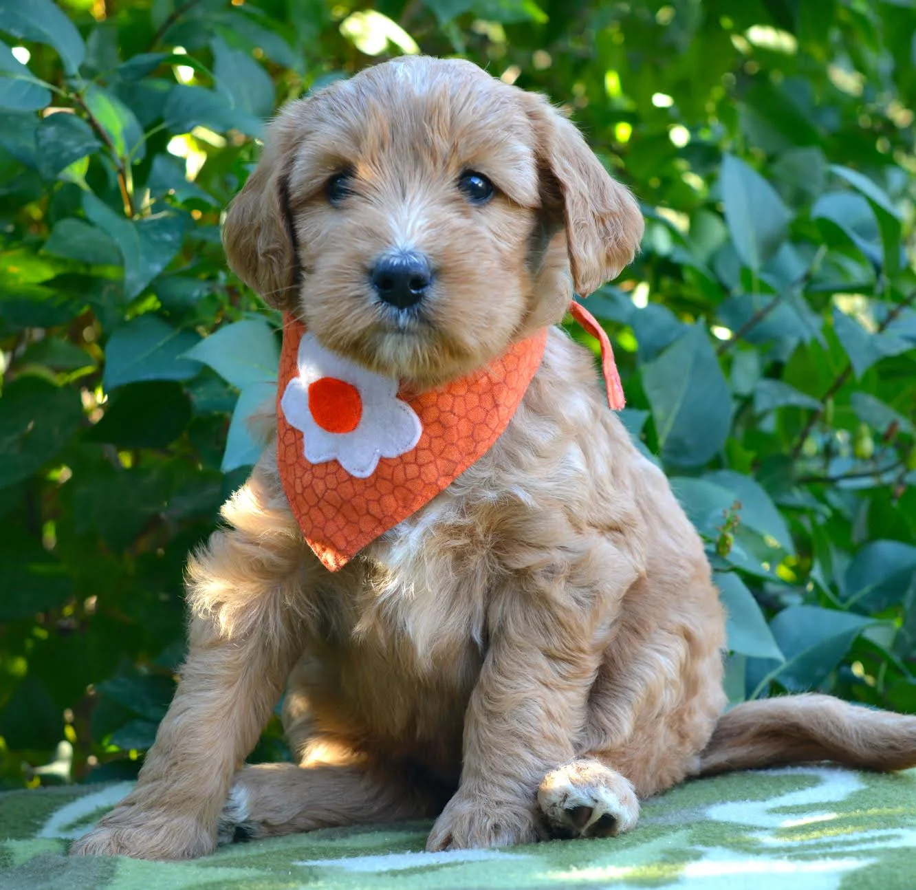 Merry Orange Madam