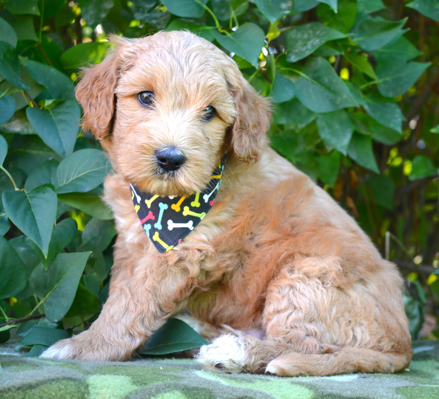 Sir Orange Boy