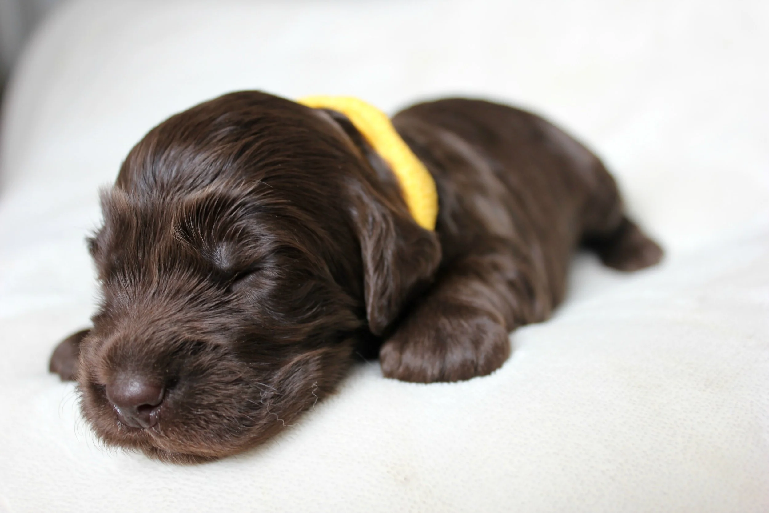 Yellow Boy