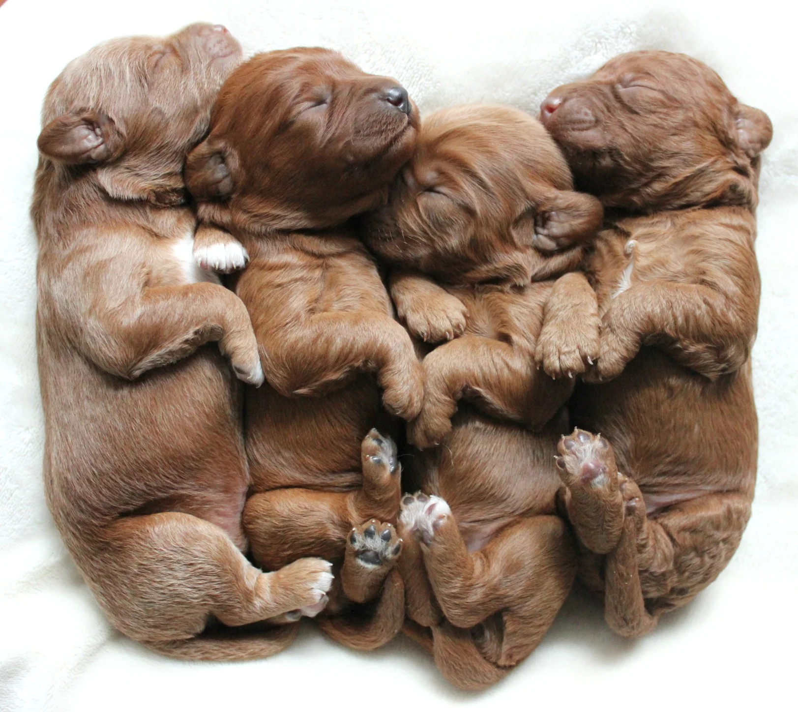 labradoodle puppies for sale under $500