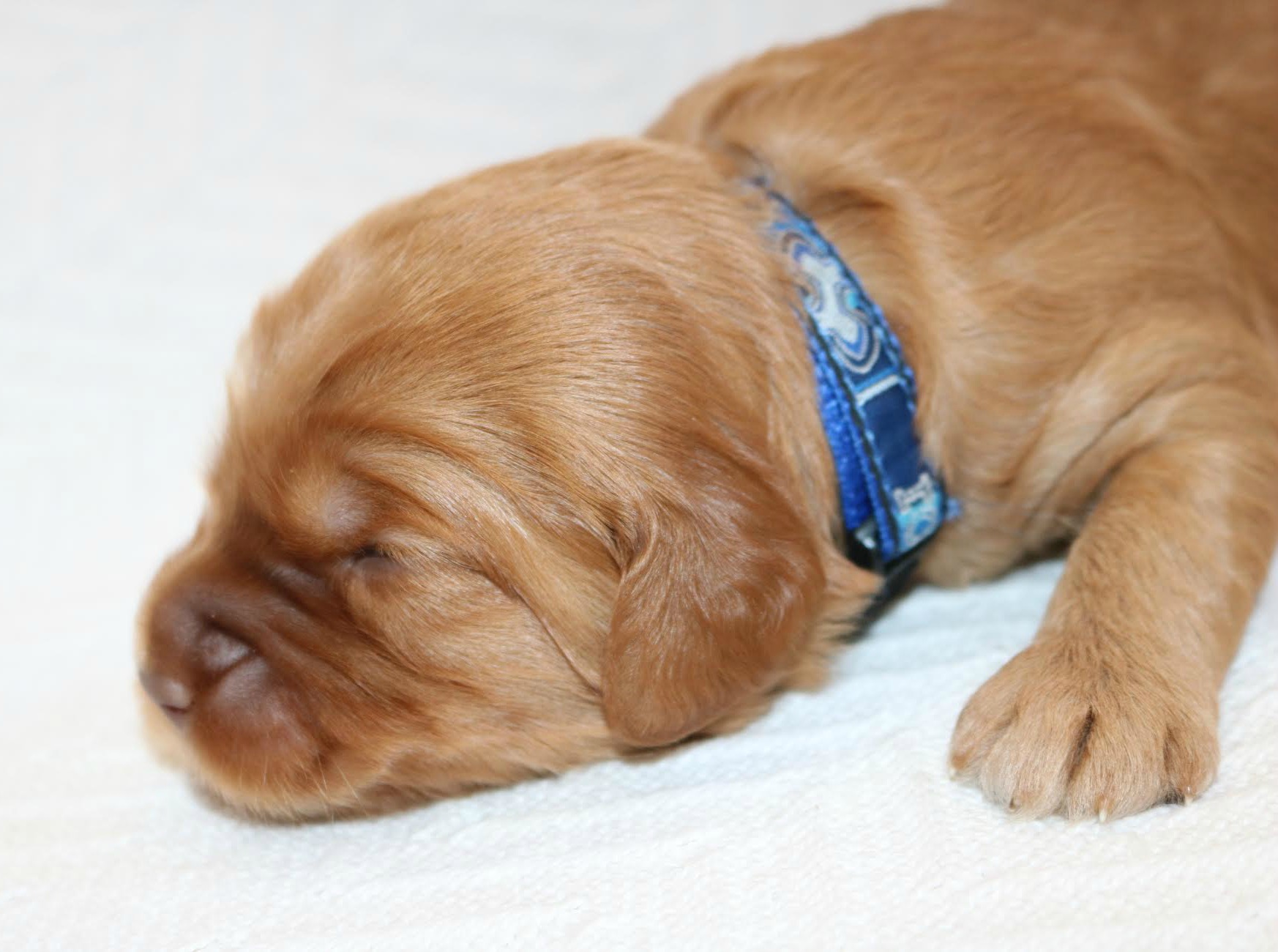Blue Collared Boy