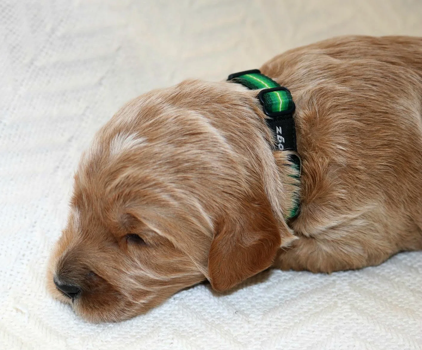 Dark Green Collared Girl