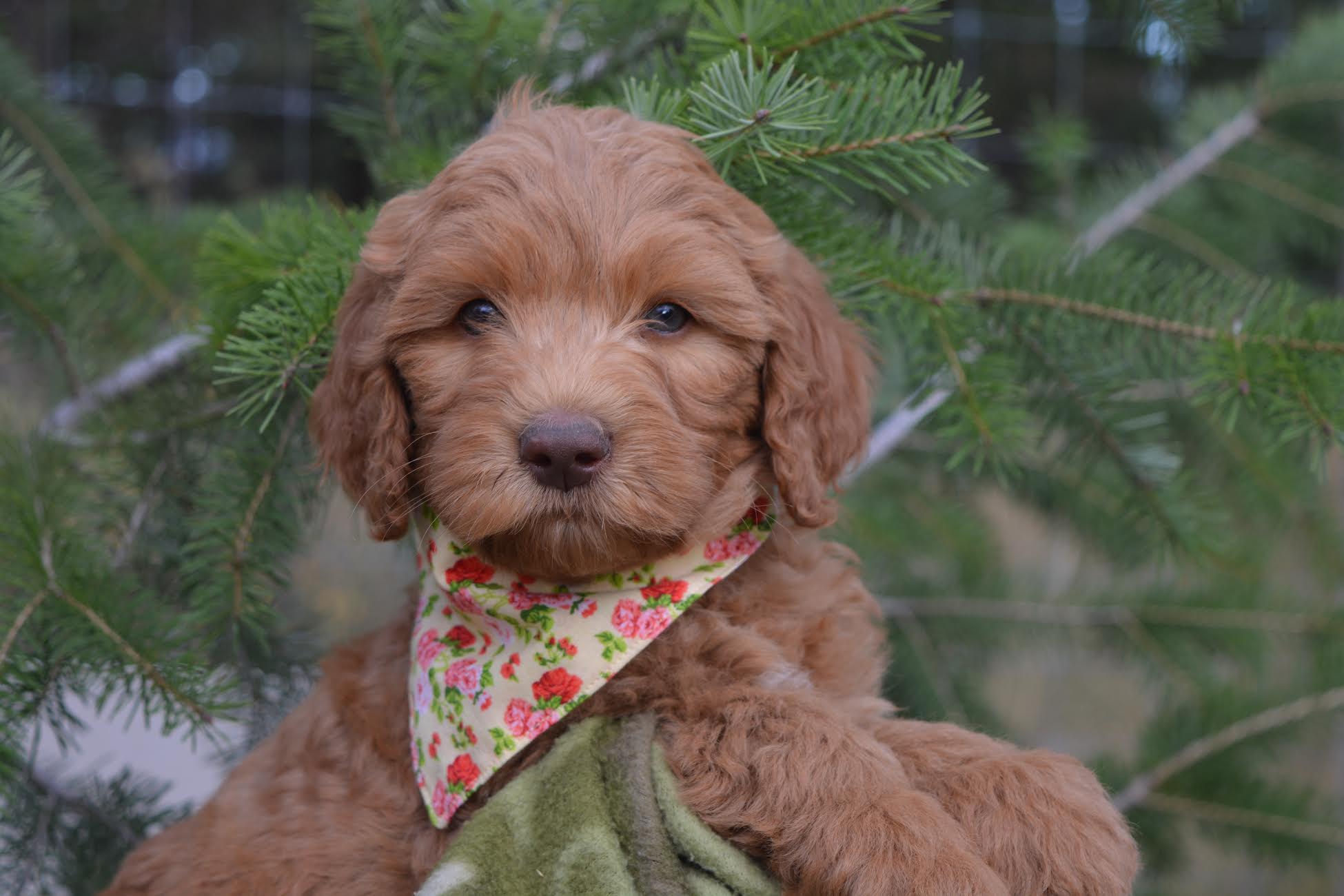 Congrats to the Carbonetto family and Lucy, formerly Blissful Yellow Girl!
