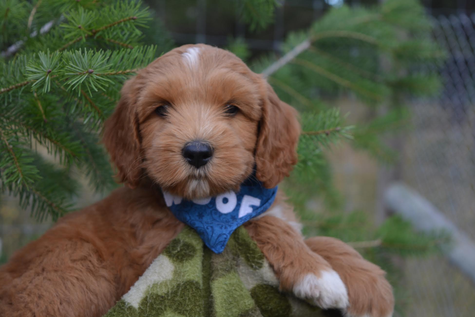 Congrats to the McGillivray family and Mosley, formerly Master Blue Boy!