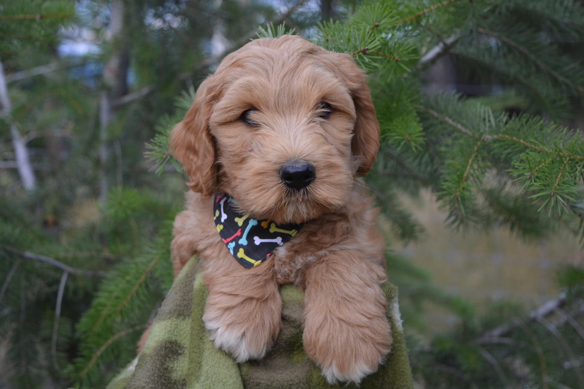 Congrats to the Gamache Family and to Sawyer, formerly Sir Orange!