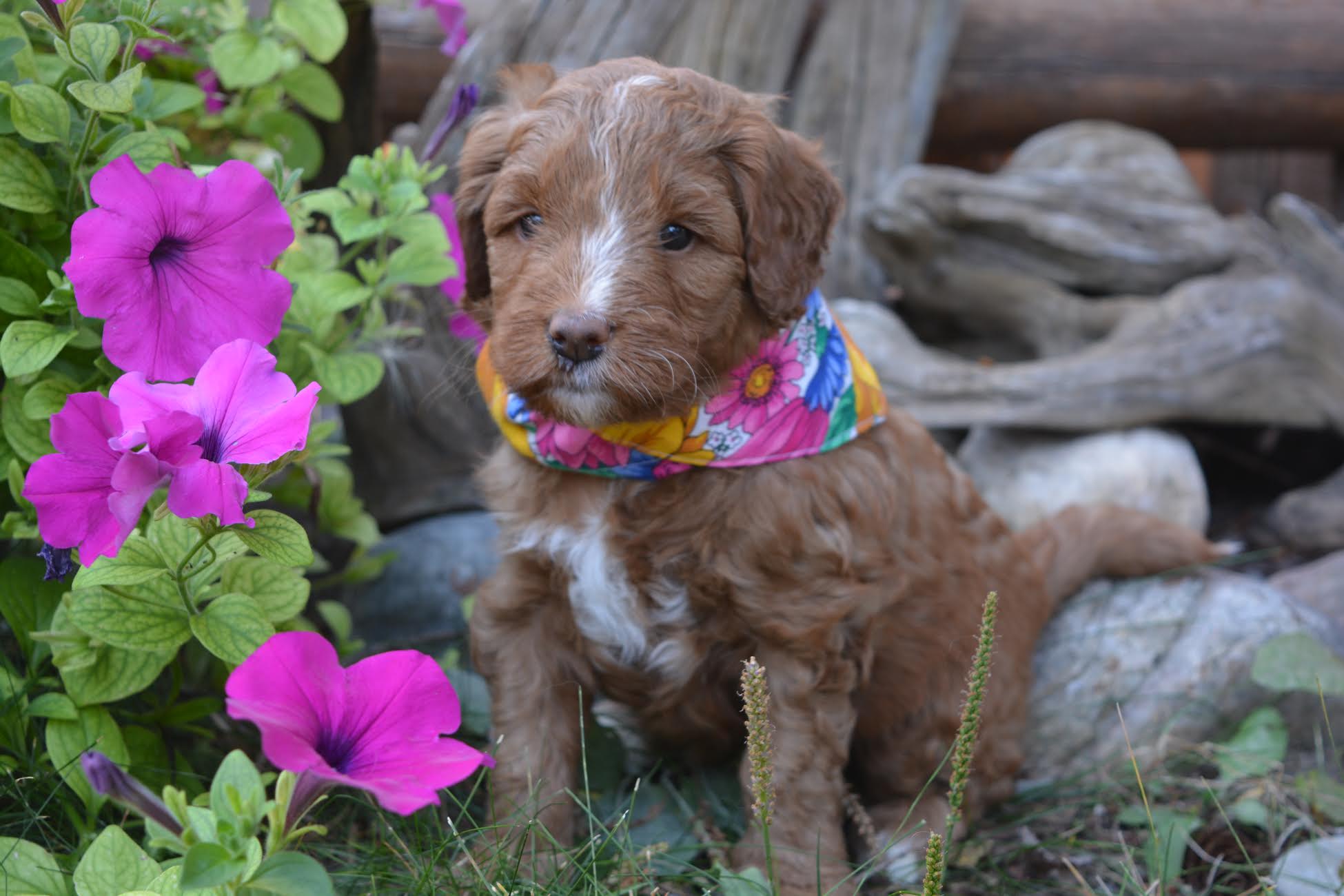 Awesome No Collar Girl