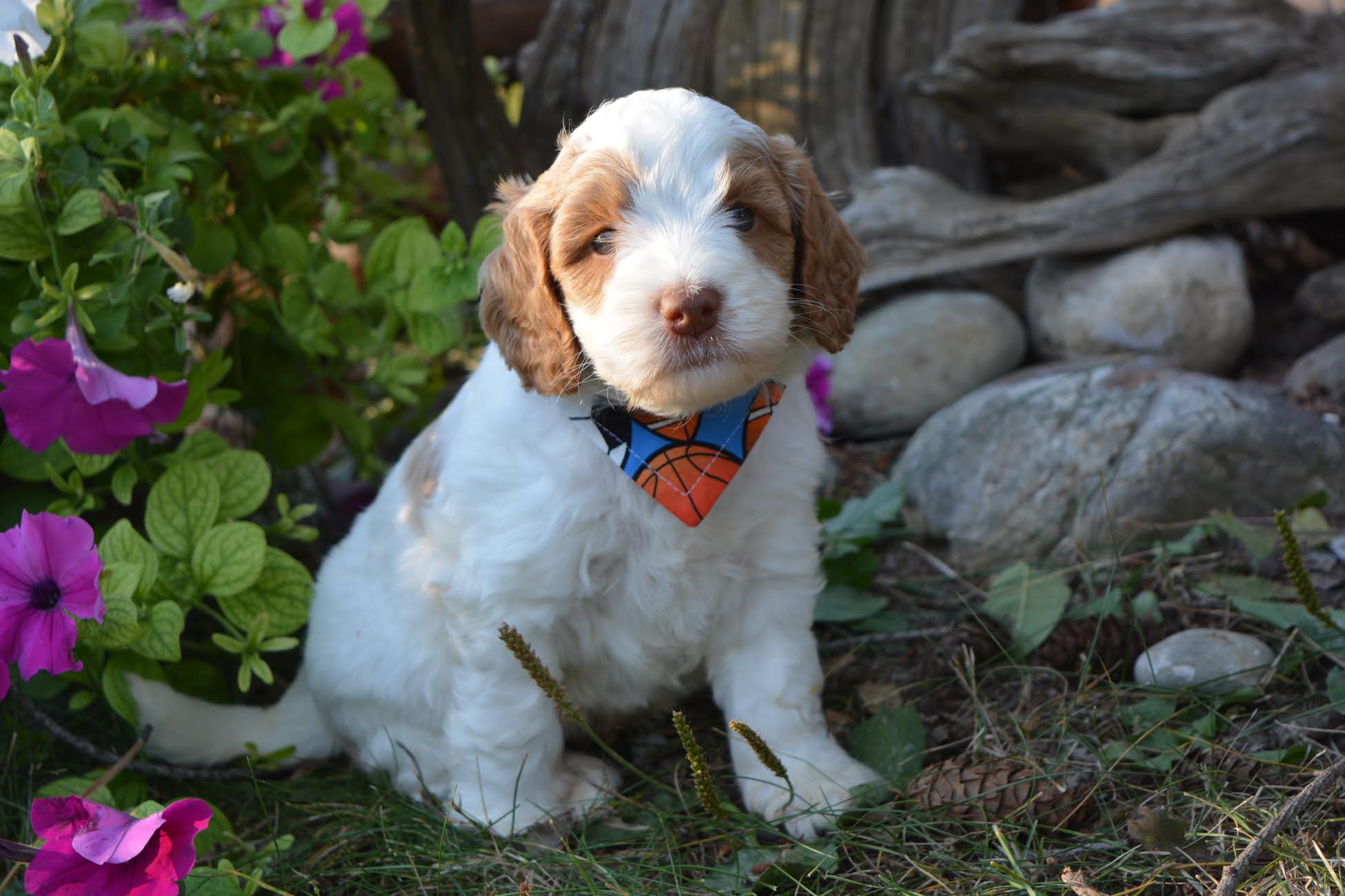 No Collar Handsome Boy