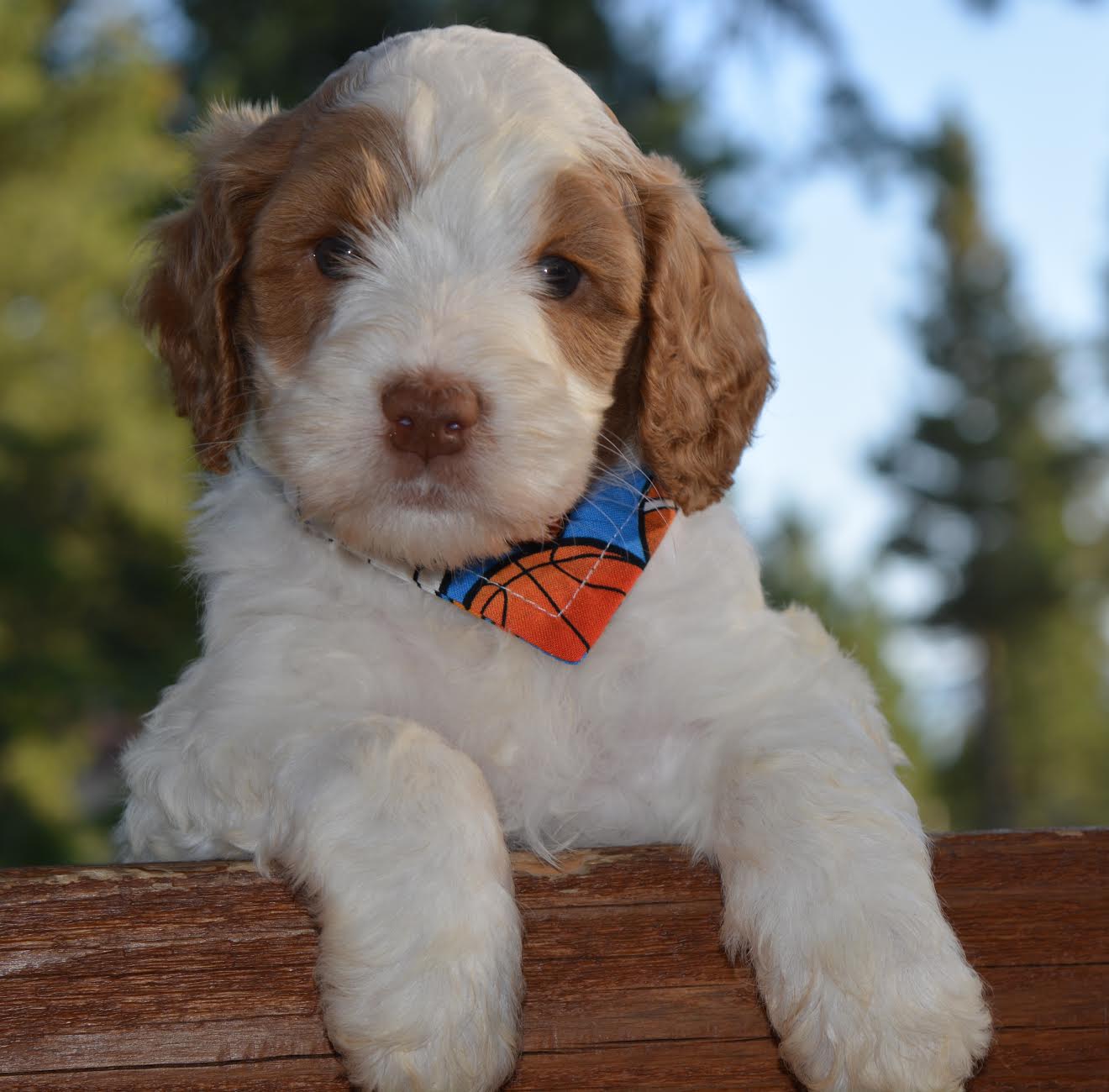 No Collar Handsome Boy