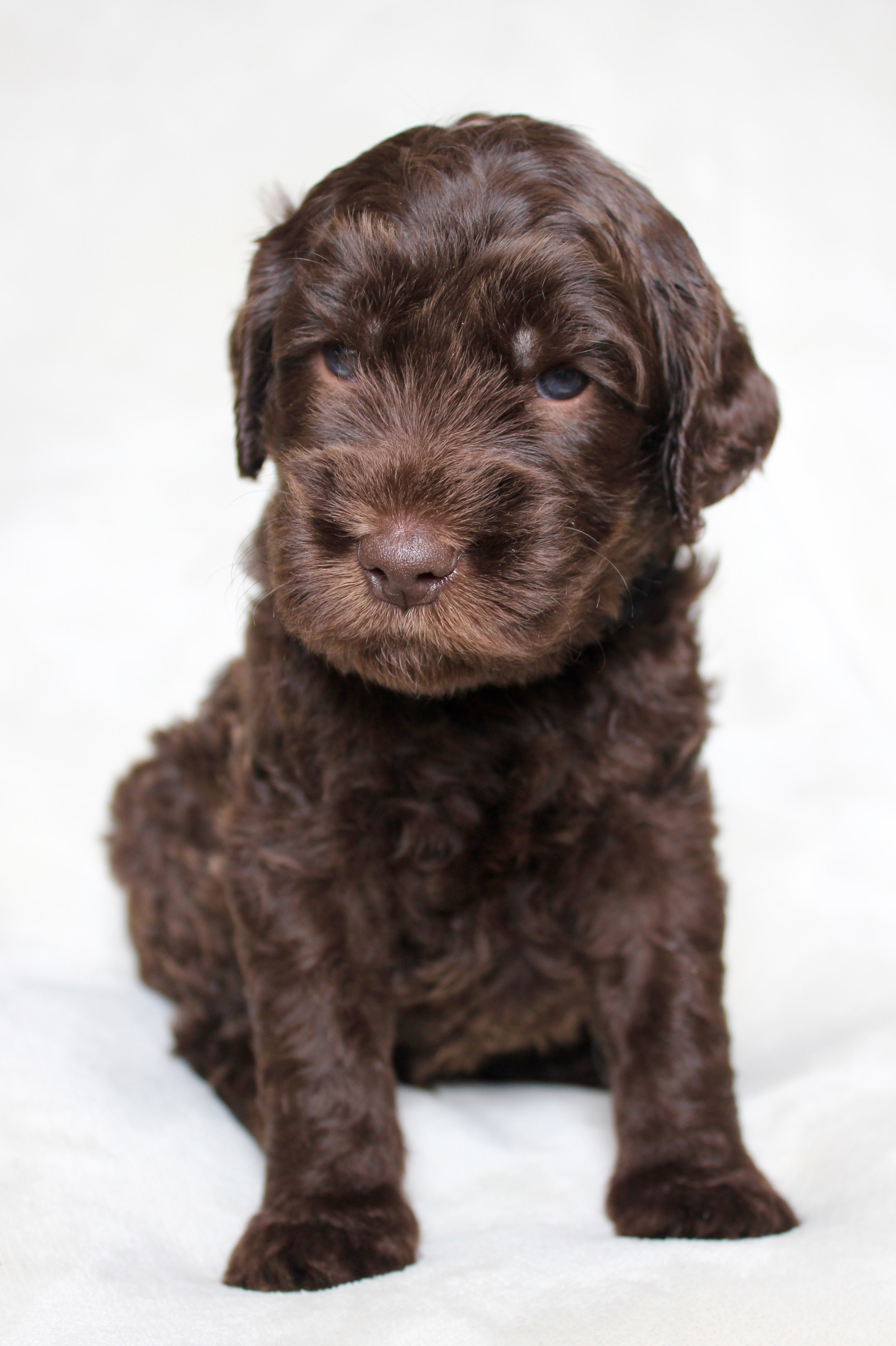 Black Boy (Formerly Yellow Collar Boy)