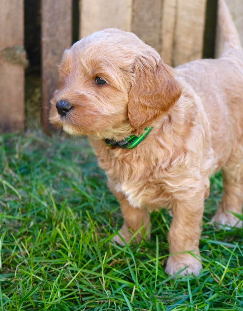 Dark Green Striped Collar Girl 