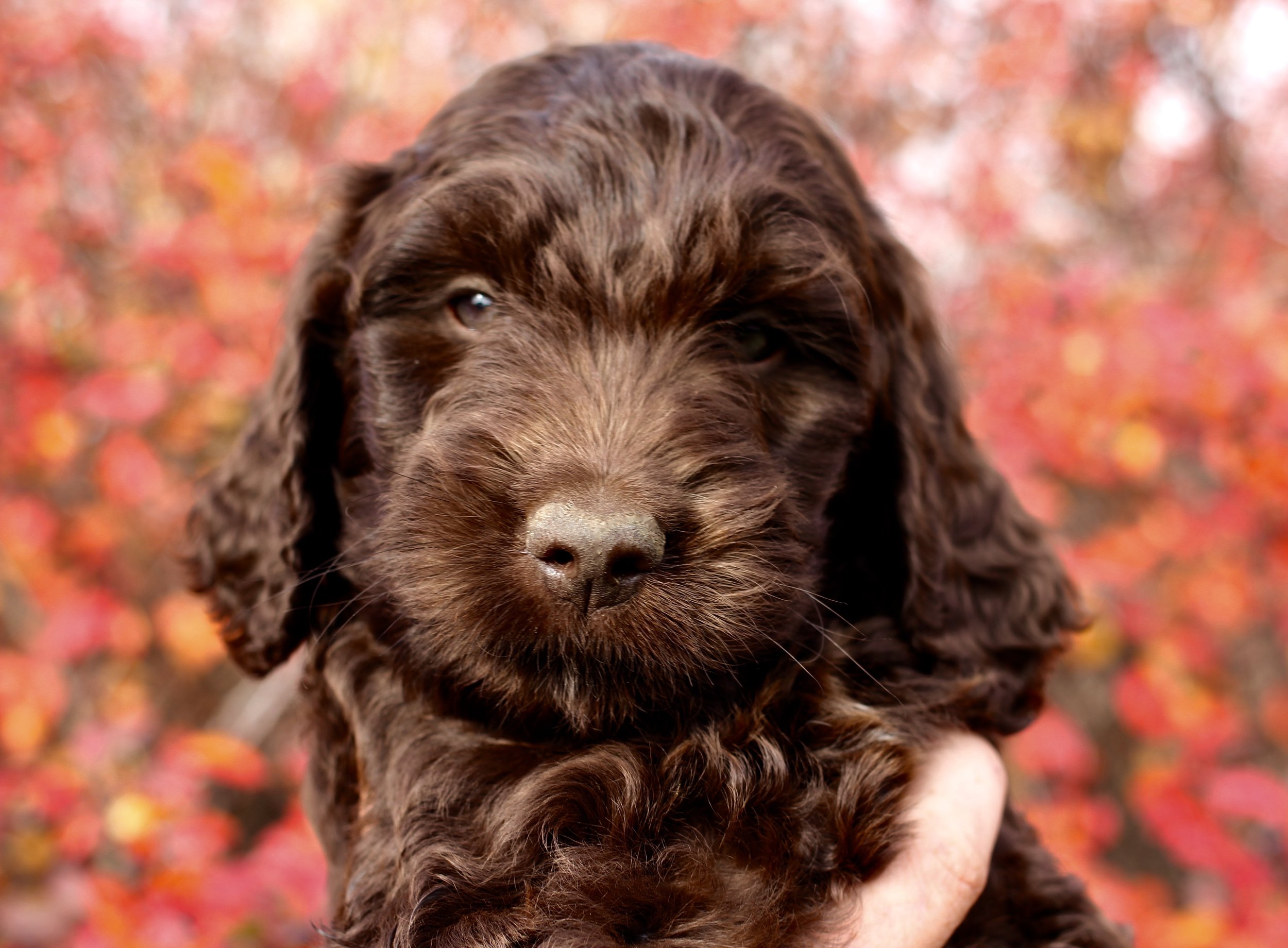 Congrats to the Linaker family and to Paxton (No Collar Boy)!