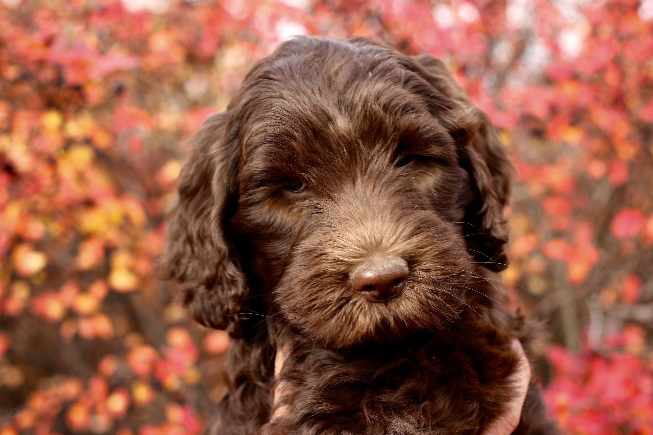 Congrats to the Nichols family and to Lily (Pink Collar Girl)!