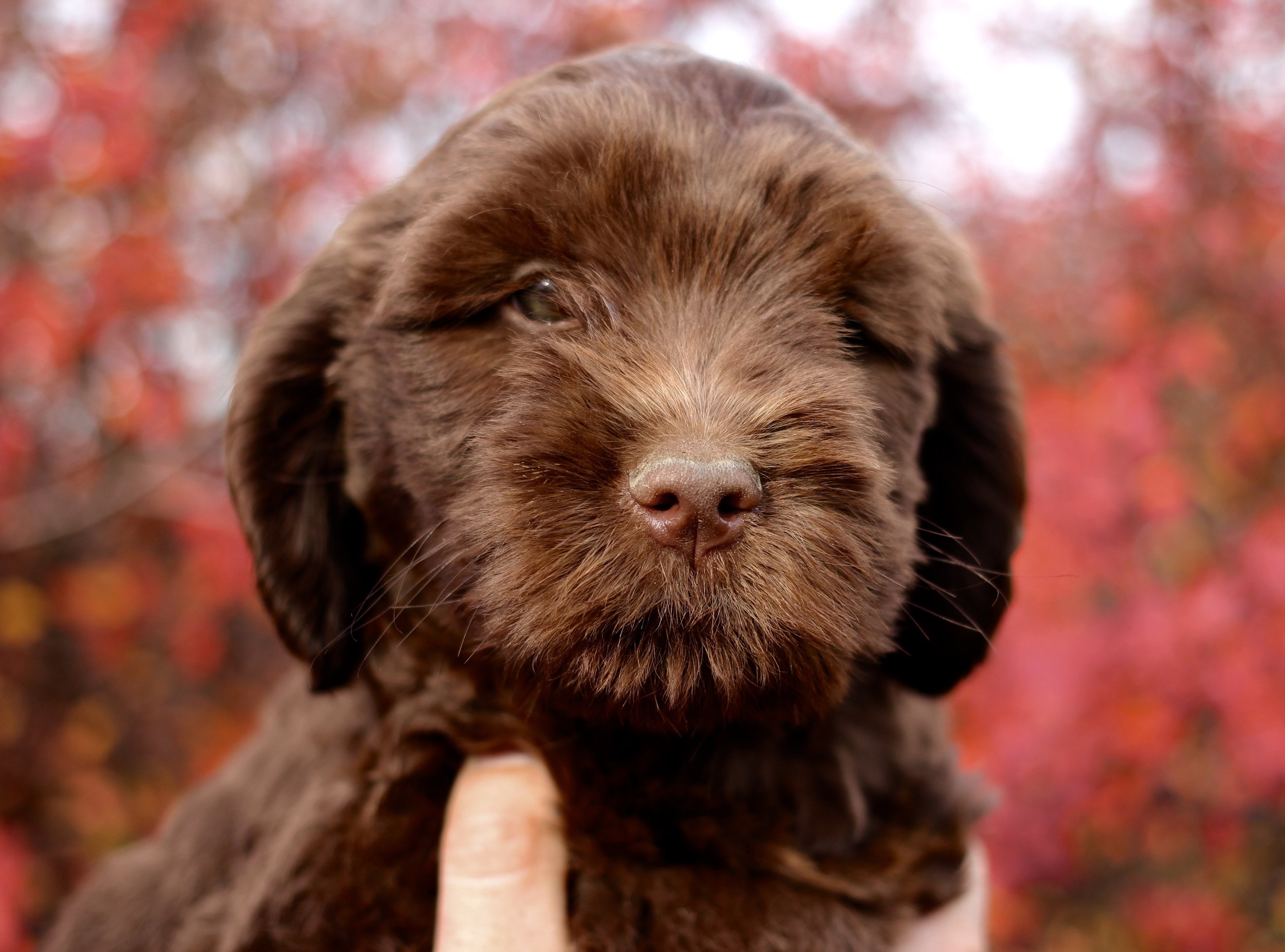 Congrats to the Humenjuk family and to Charlie (Green Collar Boy)