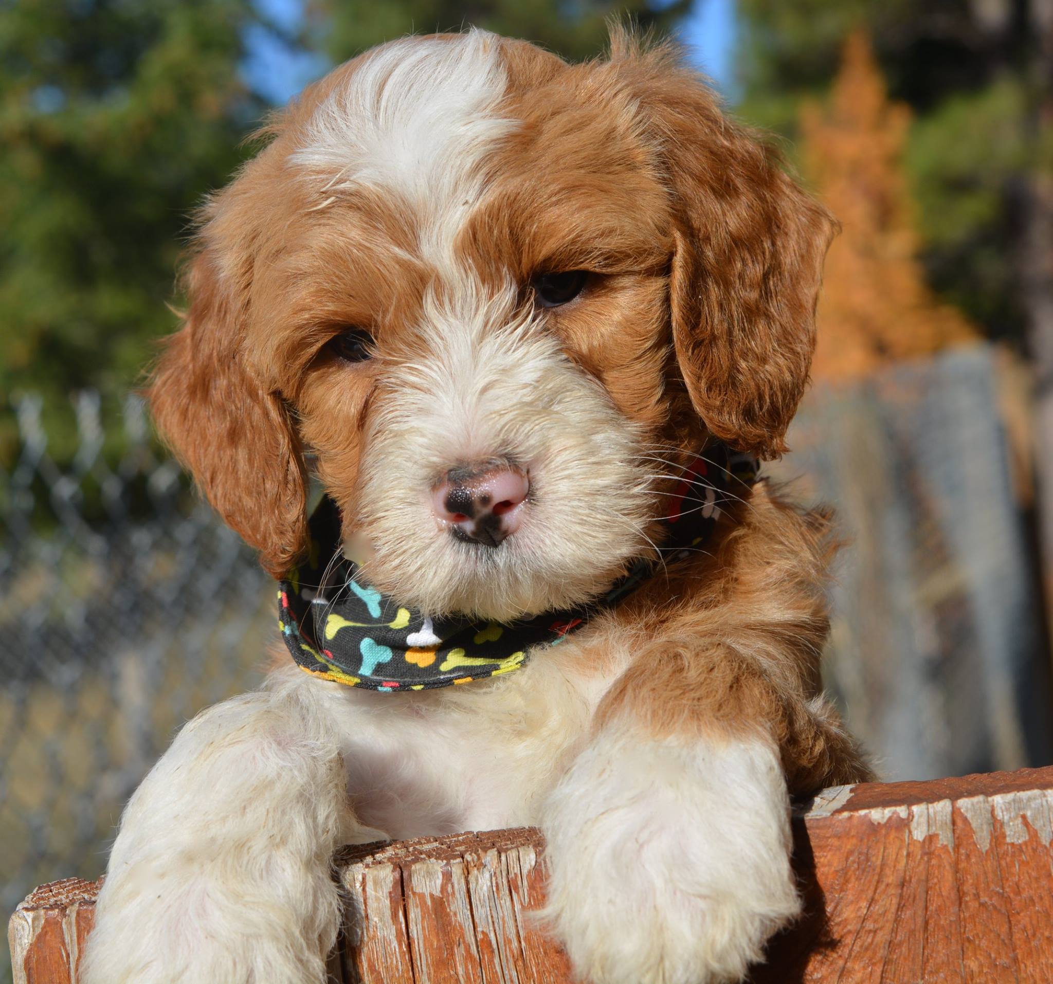 Congrats to the Krause family and to Finley, formerly handsome fella