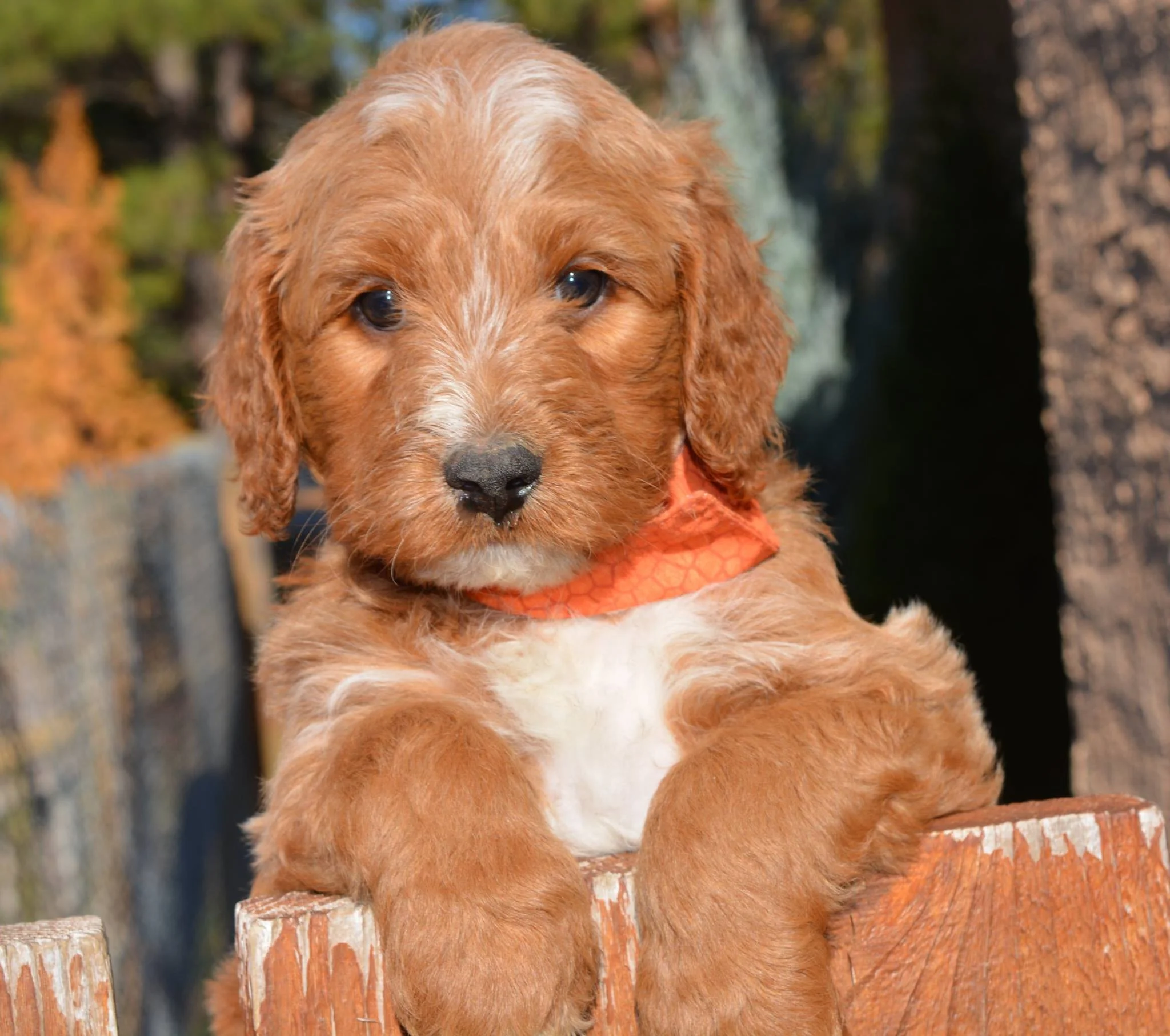 Congrats to Giovannetti family and to Max, formerly orange boss.