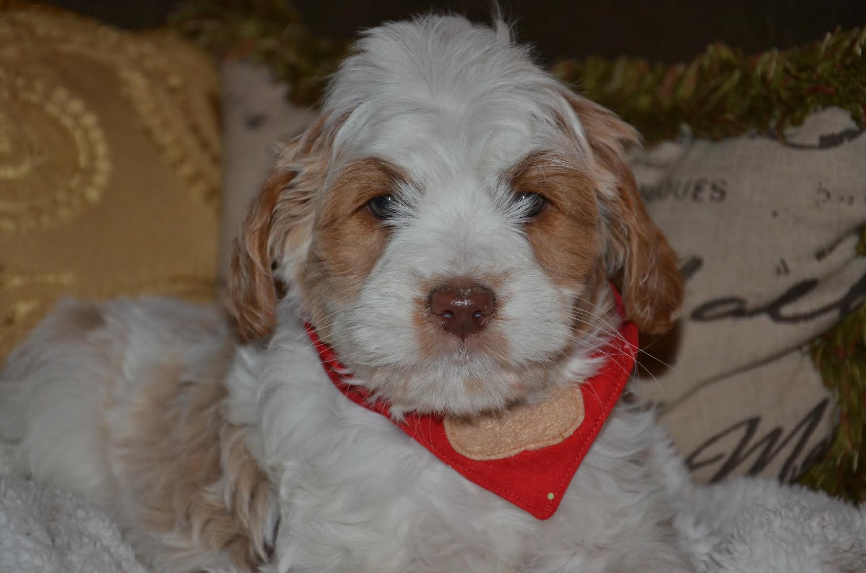 Congrats to the Fleming family and to Black Collar Caramel Girlie!