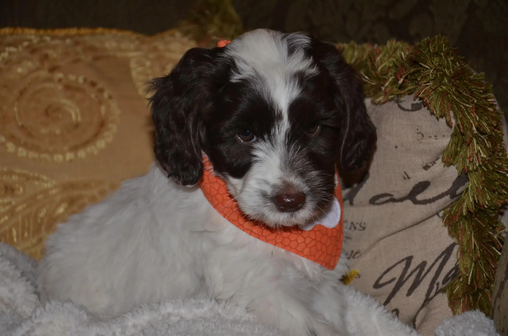 Congrats to the Rutt family and to Red Collar chocolate girl!