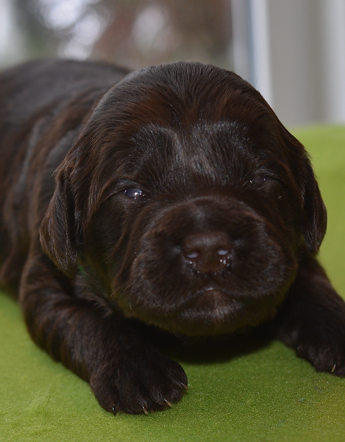 Fern Green :) Look at those peepers :) 