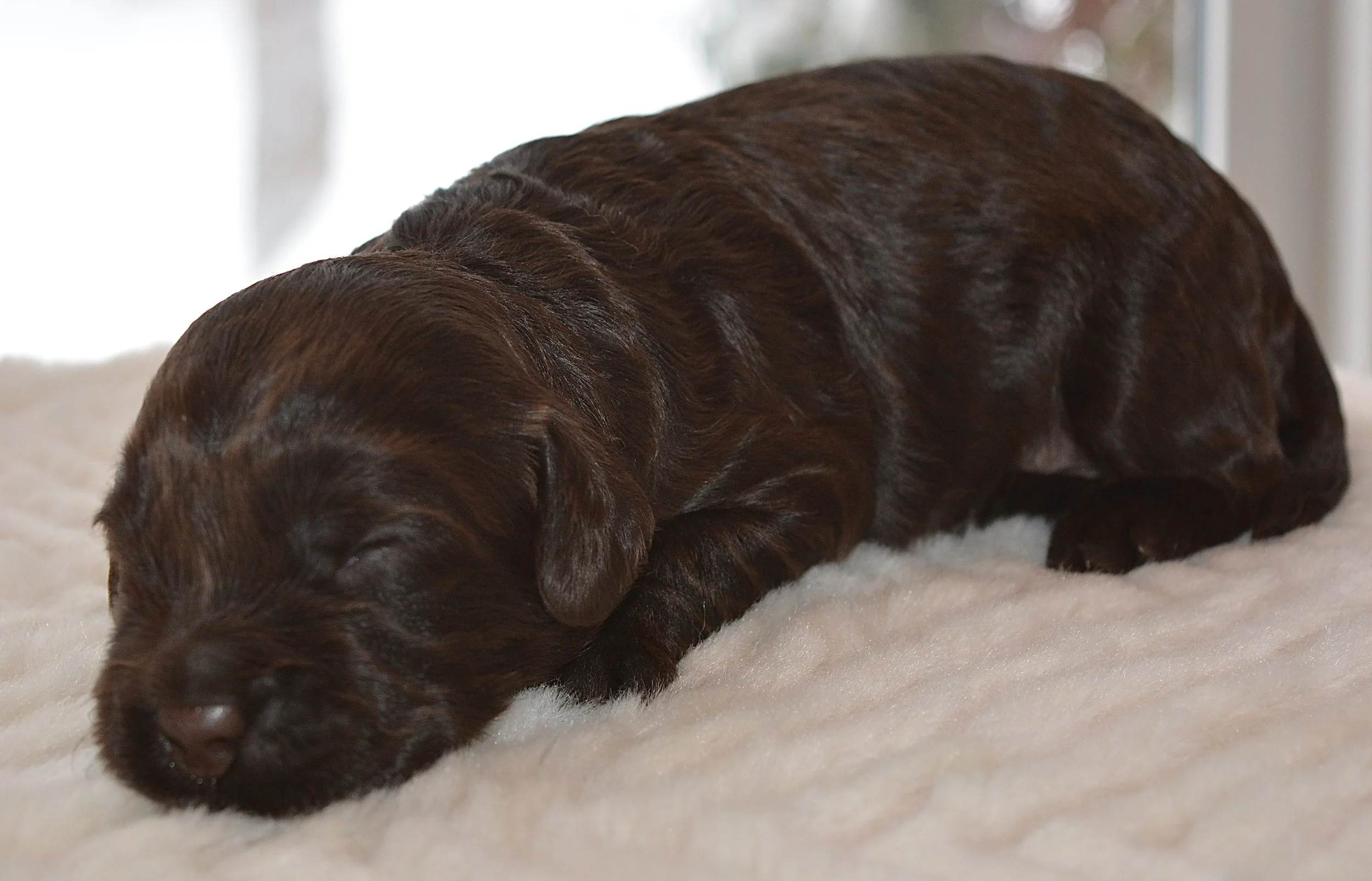 SLeeping Winter Lass :) 